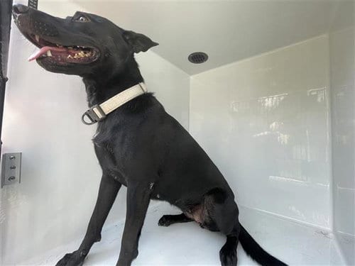 Photo of A662347, adoptable Husky in Houston, Texas