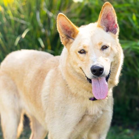 Photo of Tawny, adoptable German Shepherd Dog in Camarillo, California