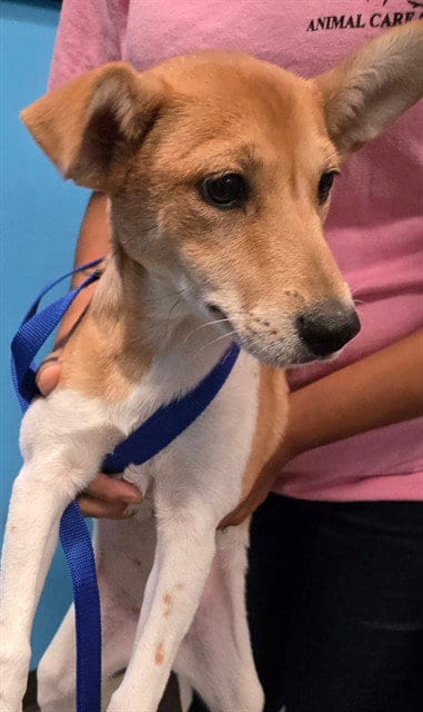 Photo of Coral, adoptable Chihuahua in Bakersfield, California
