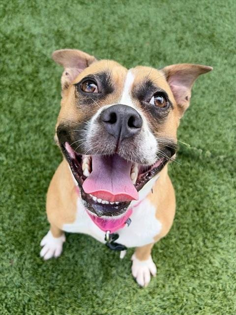 Photo of Lily Kathryn, adoptable Boxer in Statesville, North Carolina
