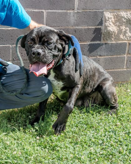 Photo of Jauriana, adoptable dog in Chamblee, Georgia