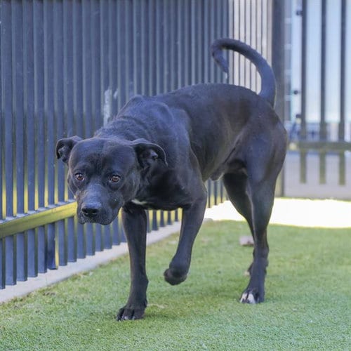 Photo of Padfoot, adoptable American Staffordshire Terrier in Waco, Texas