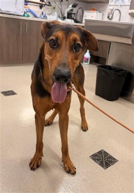 Photo of Mord, adoptable German Shepherd Dog in Baytown, Texas