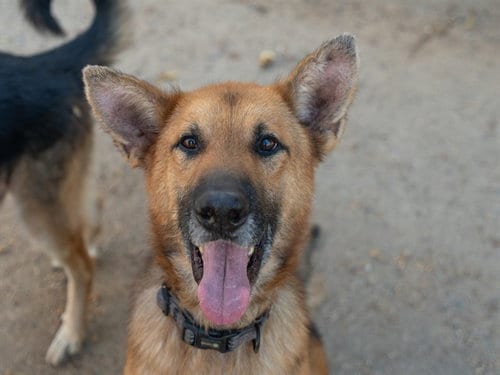 Photo of Tae Bo, adoptable German Shepherd Dog in Martinez, California