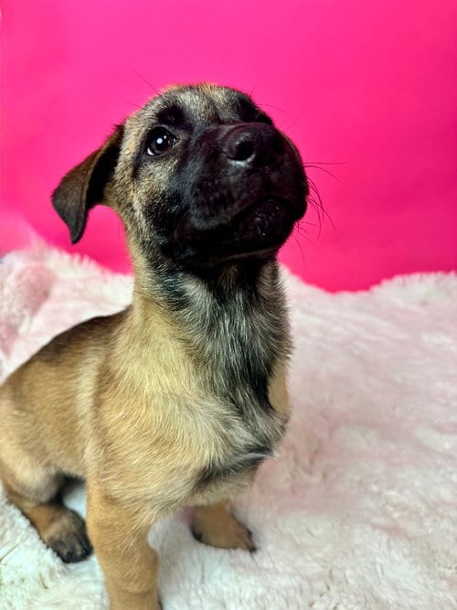 Photo of Cape Coral, adoptable Shepherd in Phoenix, Arizona