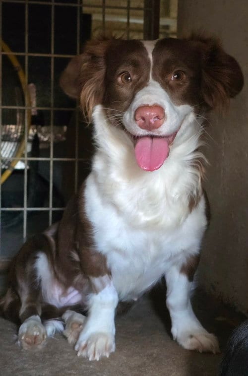 Photo of Millie, adoptable Corgi in Denver, Colorado