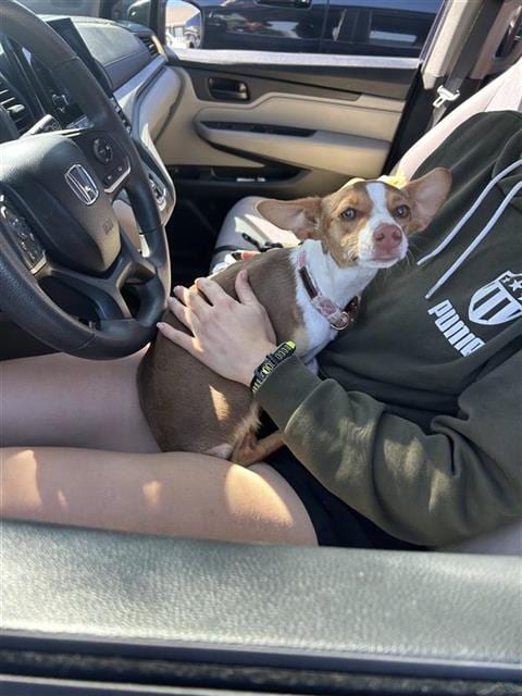 Photo of Lilo, adoptable Chihuahua in San Antonio, Texas