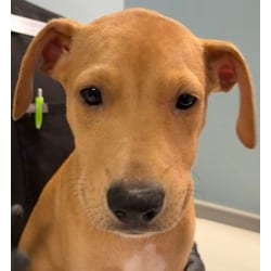 Photo of Vivian, adoptable Golden Retriever Labrador Retriever in San Antonio, Texas