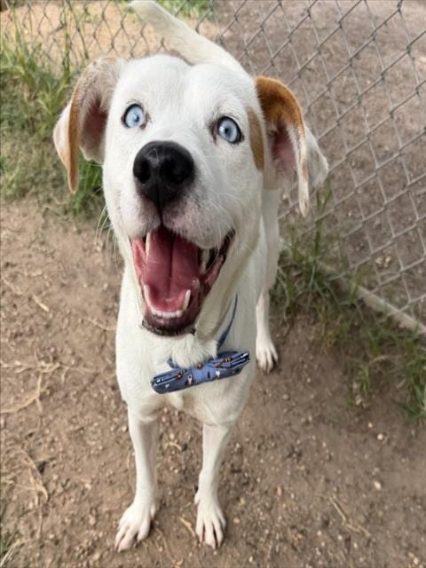 Photo of Kip, adoptable Staffordshire Bull Terrier in Houston, Texas