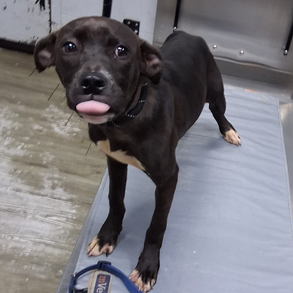 Photo of Chihiro, adoptable Mixed Breed (Medium) in Summerville, South Carolina