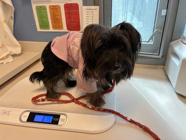 Photo of Senior Yorkshire Terrier mix, adoptable Yorkshire Terrier mix in San José, California