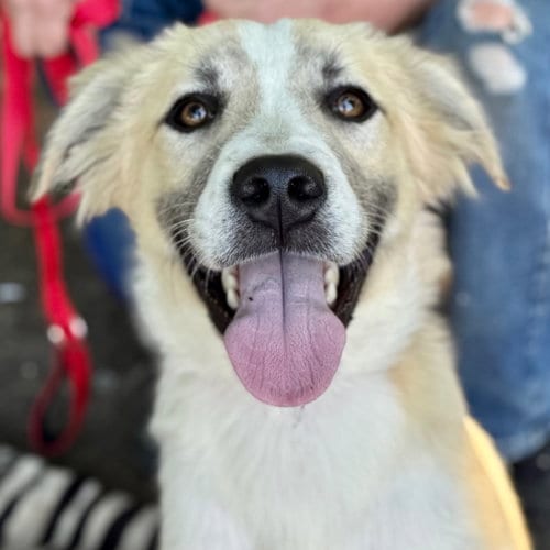 Photo of Kota, adoptable Labrador Retriever in Canton, Connecticut