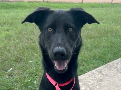 Photo of Nimi, adoptable dog in Georgetown, Texas