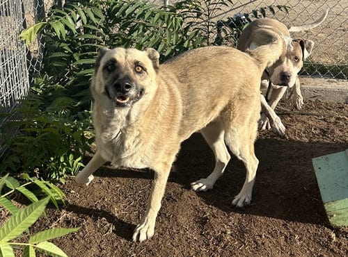 Photo of Shotzy, adoptable German Shepherd Dog in Bakersfield, California