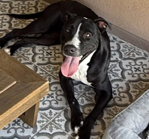 Photo of Lucy, adoptable American Pit Bull Terrier in Albuquerque, New Mexico