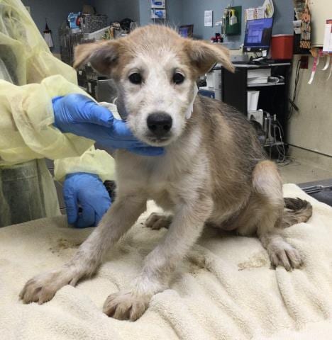 Photo of Mcbeth, adoptable Terrier in Riverside, California