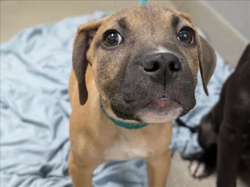 Photo of Coco, adoptable Pit Bull Terrier in Las Vegas, Nevada