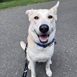 Photo of June, adoptable Shepherd (Unknown Type) Mixed Breed (Medium) in New York, New York