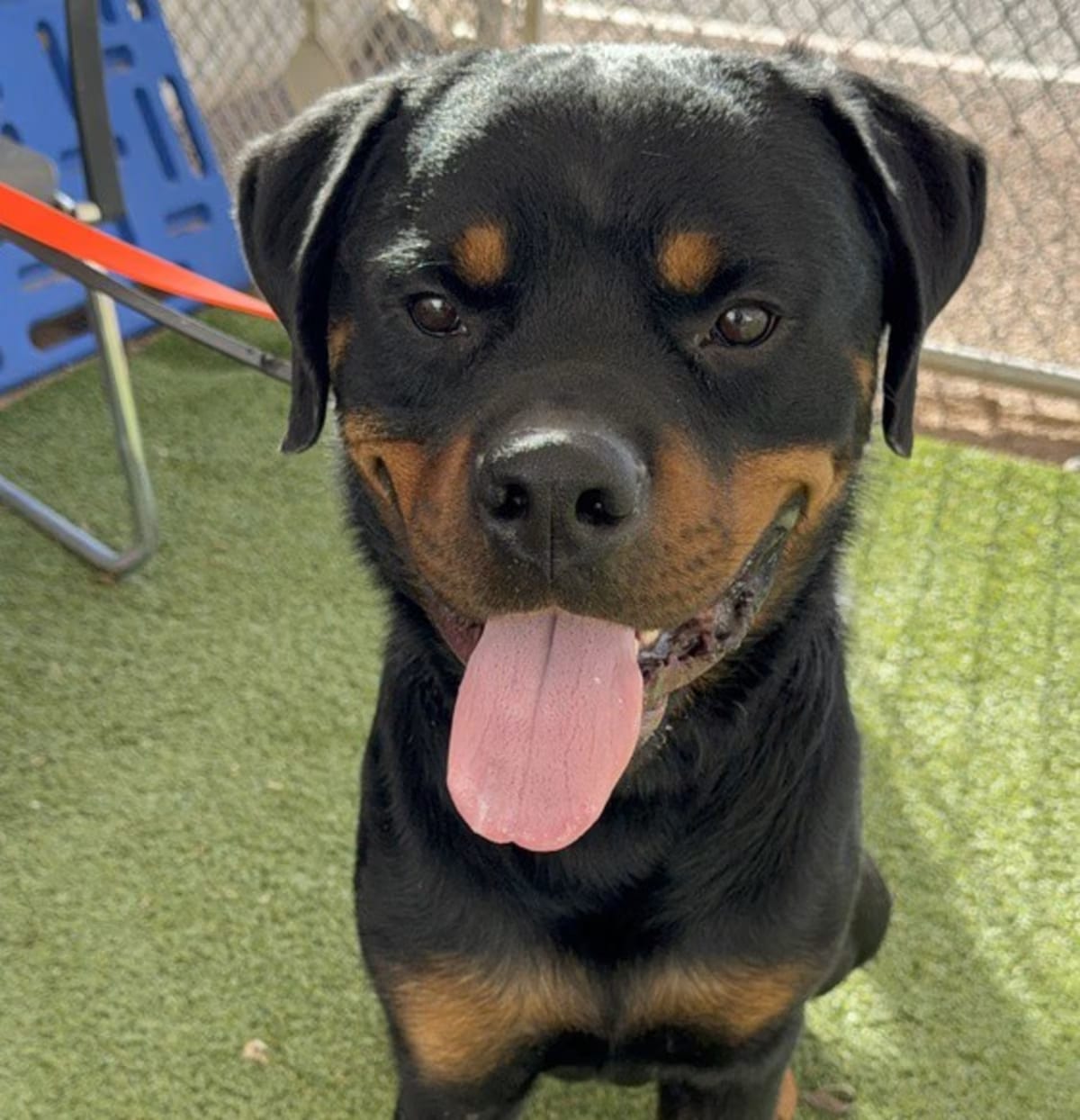 Photo of Zeke, adoptable Rottweiler in Gilbert, Arizona