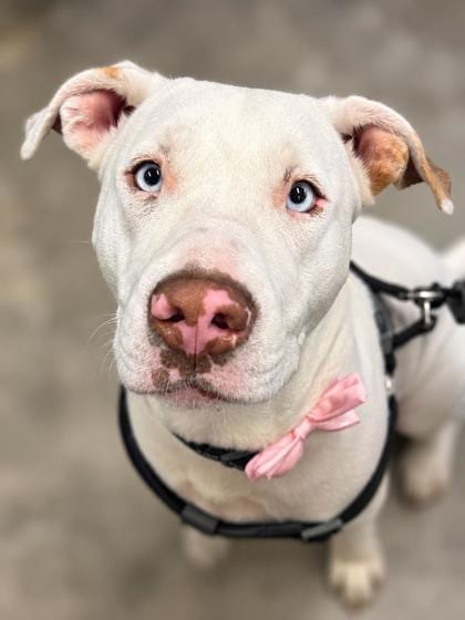 Photo of Minnie, adoptable American Hairless Terrier in Inverness, Florida