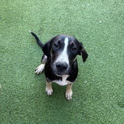 Photo of Lucy 2853, adoptable Hound (Unknown Type) Mixed Breed (Medium) in Loxahatchee, Florida