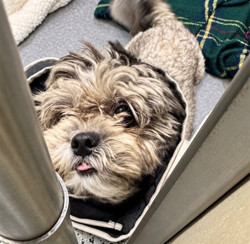 Photo of Lolly, adoptable Shih Tzu in Anchorage, Alaska