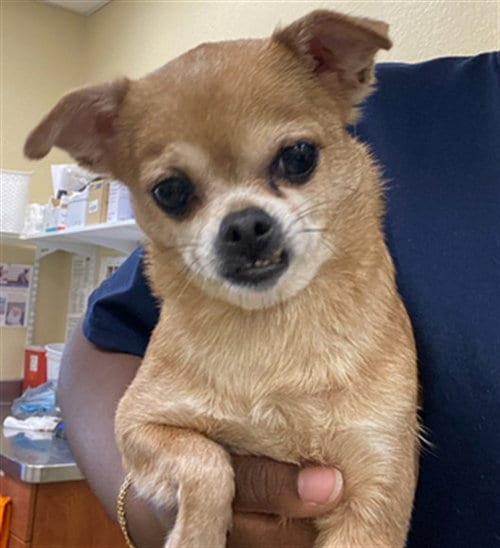 Photo of Pixie, adoptable Chihuahua in Fort Myers, Florida