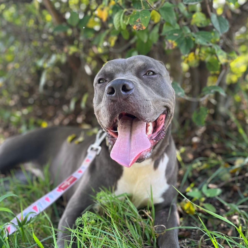 Photo of Spud, adoptable Mixed Breed (Large) in West Olive, Michigan