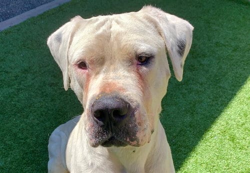 Photo of Conan, adoptable Dogo Argentino in Moreno Valley, California