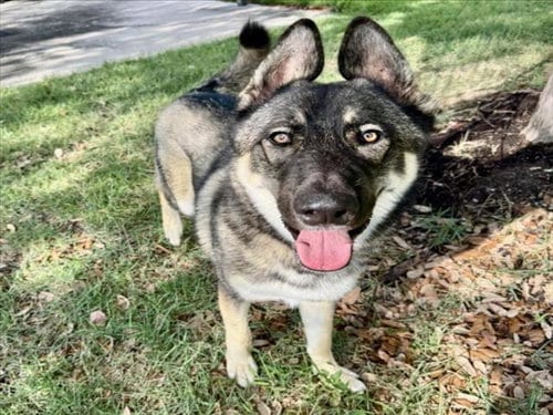 Photo of Zeus, adoptable German Shepherd Dog in Houston, Texas