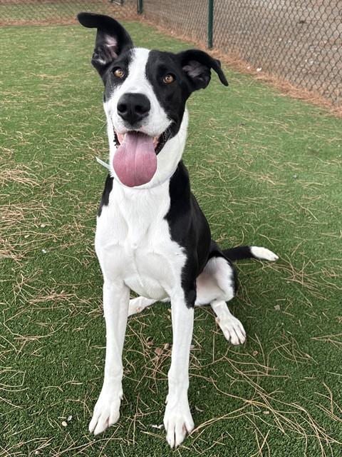 Photo of Luna, adoptable Great Dane in Castaic, California
