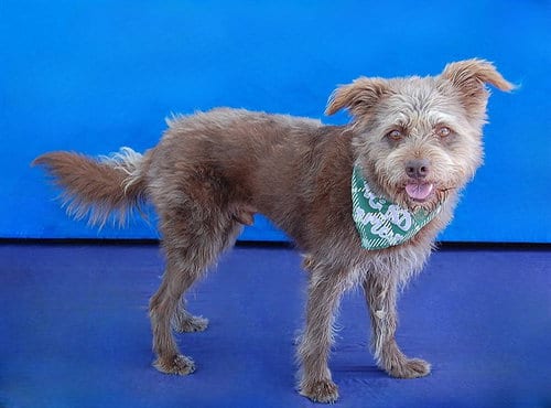 Photo of Arnold-Fozzy, adoptable Terrier in Baldwin Park, California