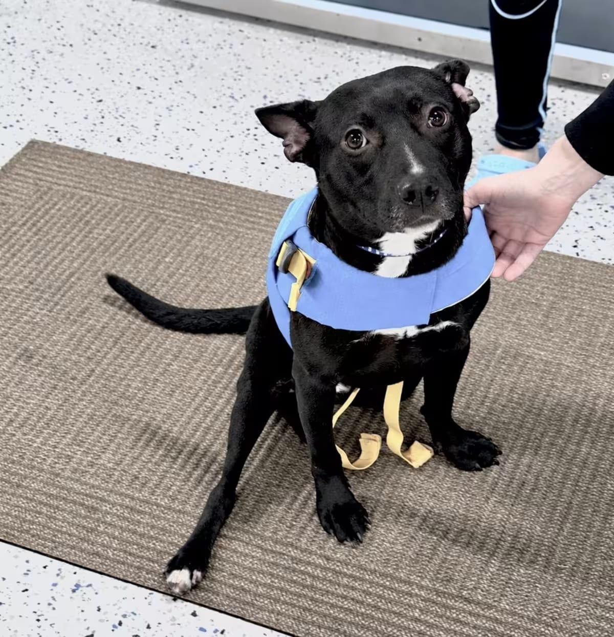 Photo of Dave, adoptable Jack Russell Terrier/Labrador Retriever in Saugus, Massachusetts