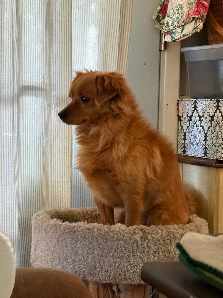 Photo of Rusty, adoptable Spaniels (Small) in Beaumont, California