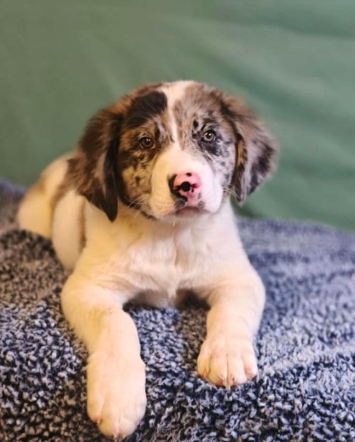 Photo of Rucker, adoptable Australian Shepherd in Royal Palm Beach, Florida
