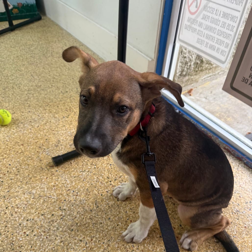 Photo of House, adoptable Mixed Breed (Large) in Houston, Texas