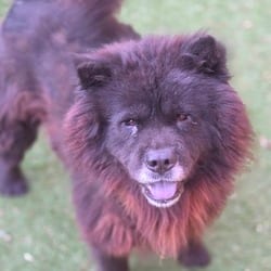 Photo of Midnight JuM, adoptable Chow Chow in Hartford, Connecticut