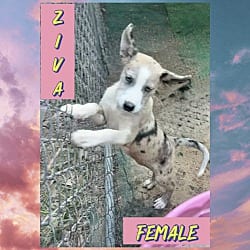 Photo of Ziva meet me 10/10, adoptable Husky in East Hartford, Connecticut