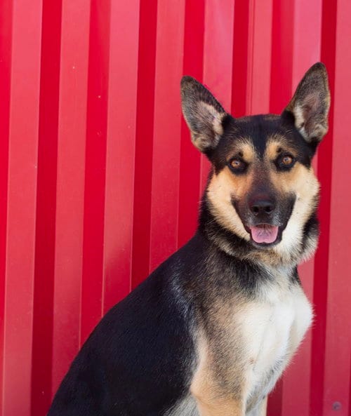 Photo of Espino, adoptable German Shepherd Dog in Tracy, California