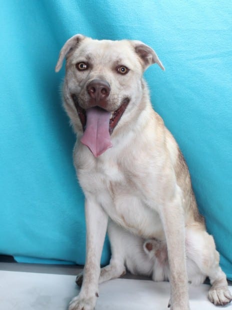 Photo of Roo, adoptable Pit Bull Terrier and Alaskan Husky