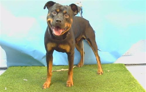 Photo of Gotti, adoptable Rottweiler in Gardena, California
