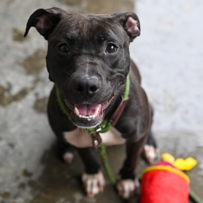 Photo of Fireworks, adoptable dog in Chamblee, Georgia