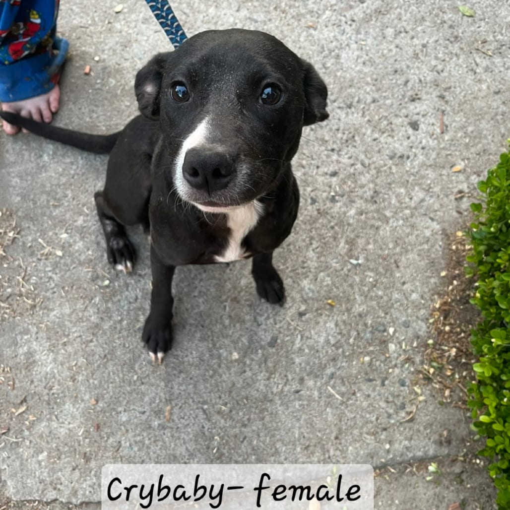 Photo of CryBaby, adoptable Collie, Border in Hinesville, Georgia