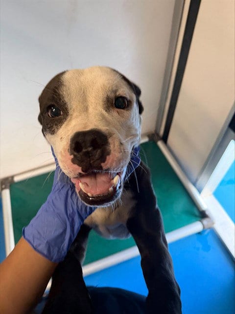 Photo of A171477, adoptable Boxer in Bakersfield, California