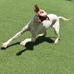Photo of Scar 0889, adoptable Pointer in Loxahatchee, Florida