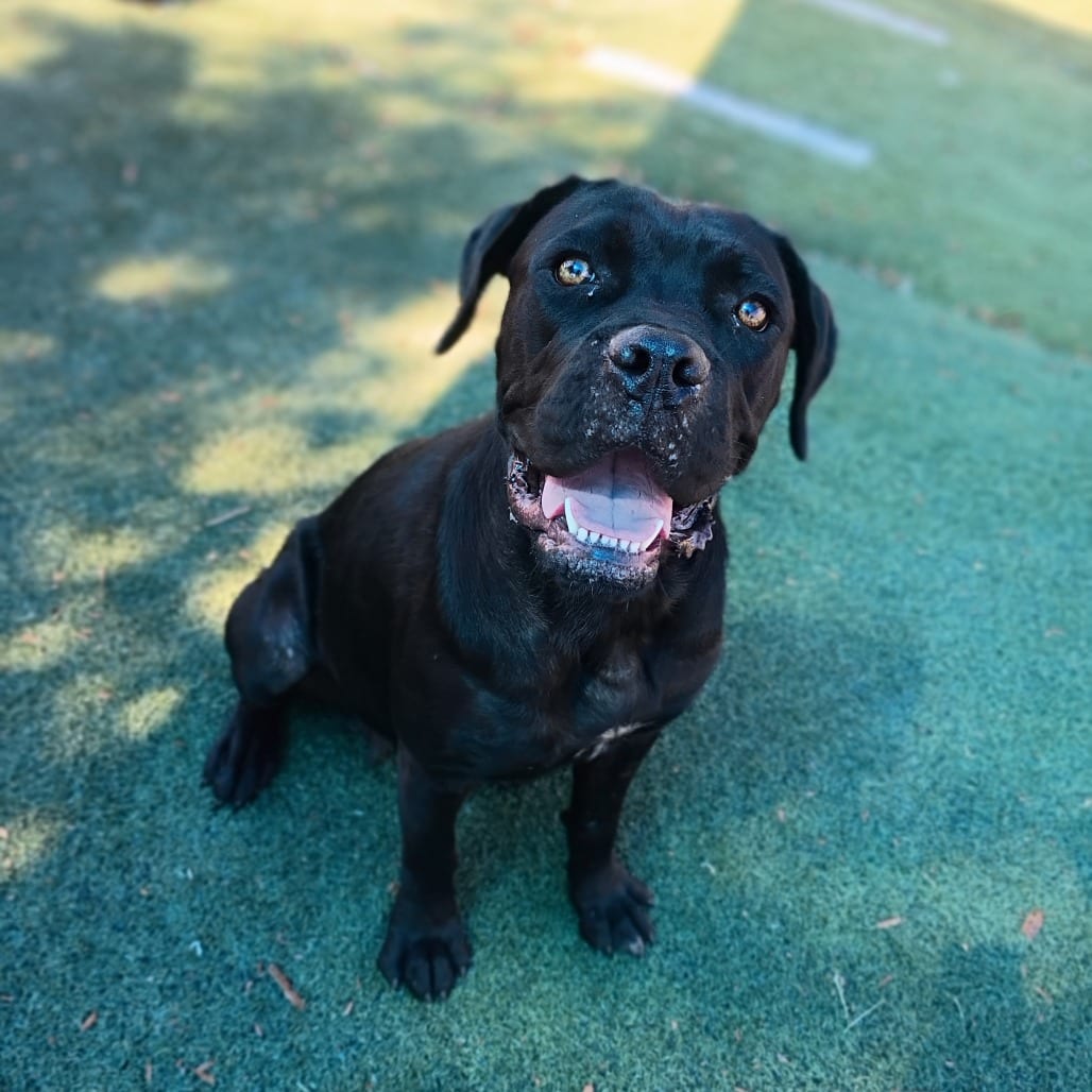 Photo of Mazda, adoptable dog