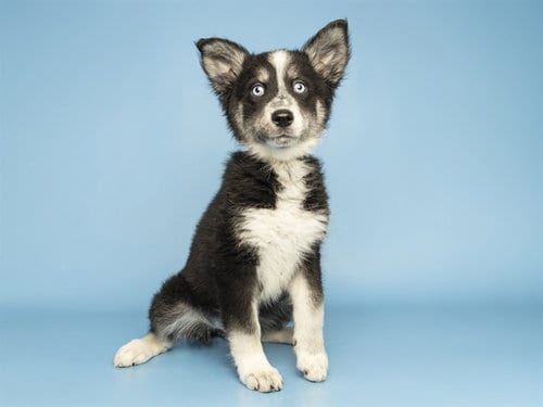 Photo of Phoebe, adoptable Husky in Phoenix, Arizona