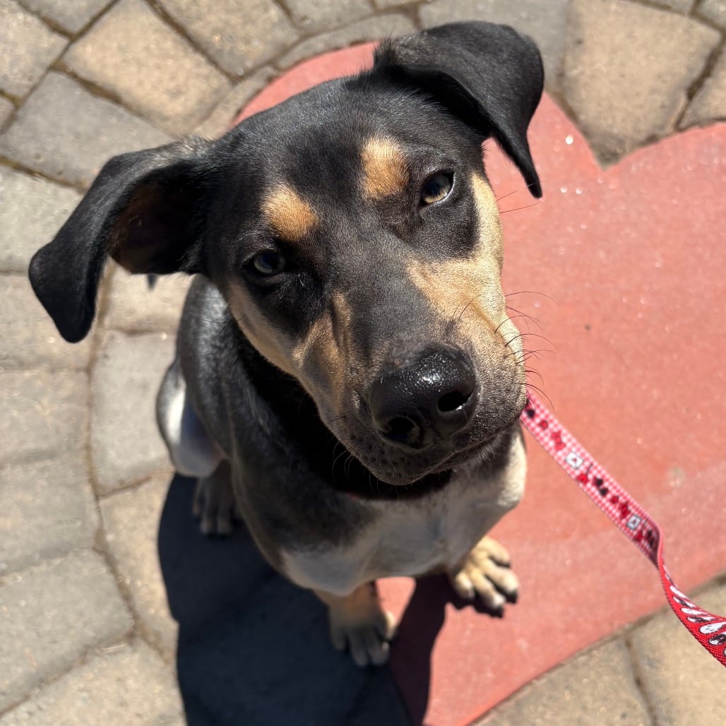 Photo of Tito, adoptable Mixed Breed (Medium) in Medford, Oregon