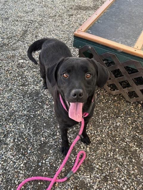 Photo of Dr.Pepper, adoptable Labrador Retriever in Palmetto, Florida