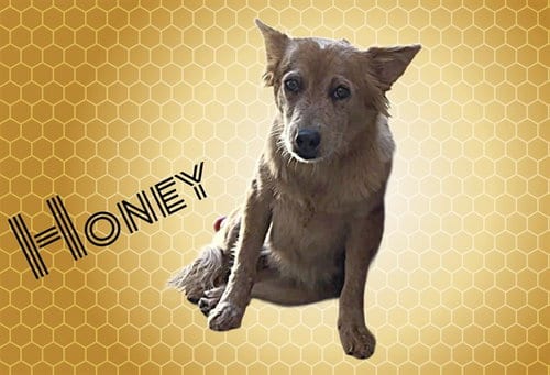 Photo of Honey, adoptable Australian Cattle Dog/Blue Heeler in Albuquerque, New Mexico